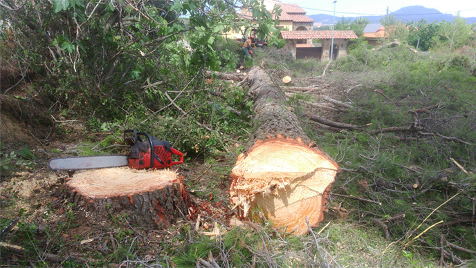 Tala de cualquier tipo de árbol